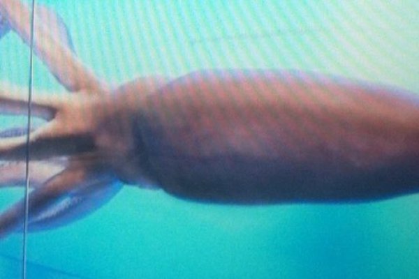 Кракен маркетплейс kraken clear com