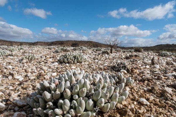 Зайти на сайт кракен
